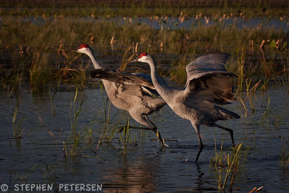 IMAGE: http://i519.photobucket.com/albums/u353/hellsbay9/Birds/SanhillCranes-1.jpg