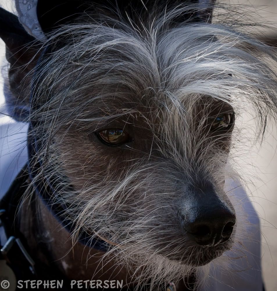 IMAGE: http://i519.photobucket.com/albums/u353/hellsbay9/Dogs%20and%20Cats/HowloweenChineseCrested-1.jpg