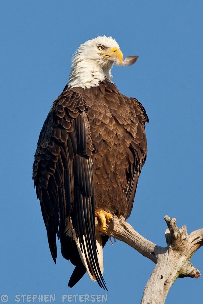 IMAGE: http://i519.photobucket.com/albums/u353/hellsbay9/Eagles/EagleFeather1-1.jpg