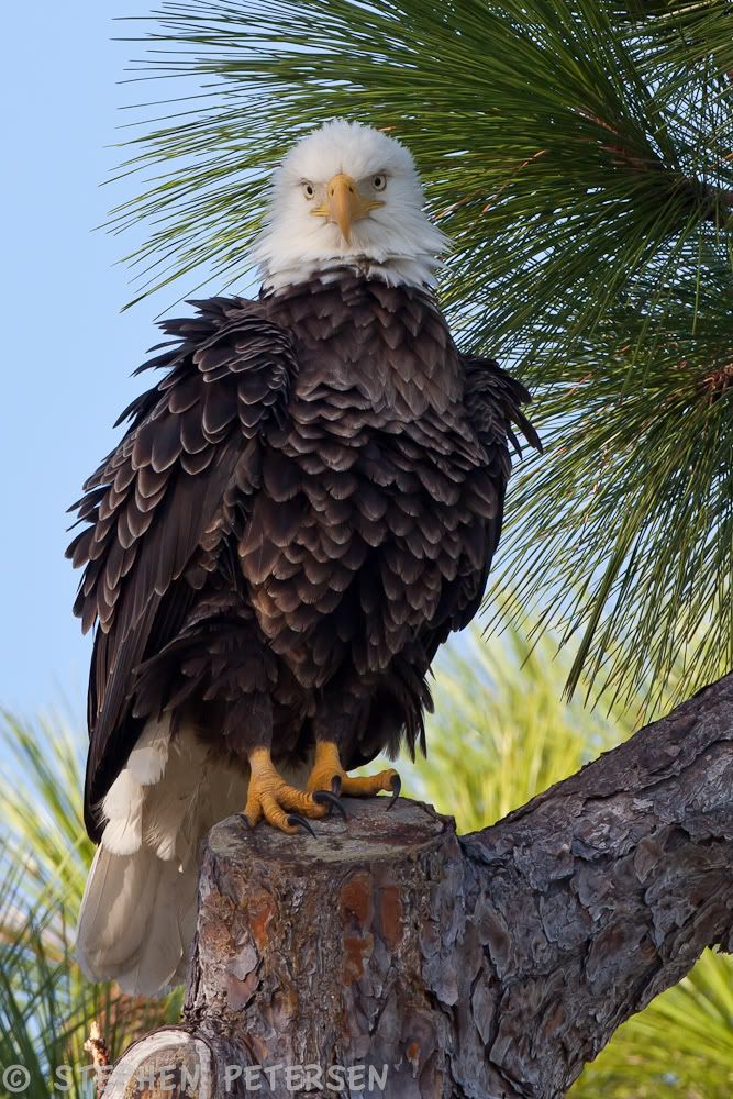 IMAGE: http://i519.photobucket.com/albums/u353/hellsbay9/Eagles/HPEagle101113-2-1.jpg