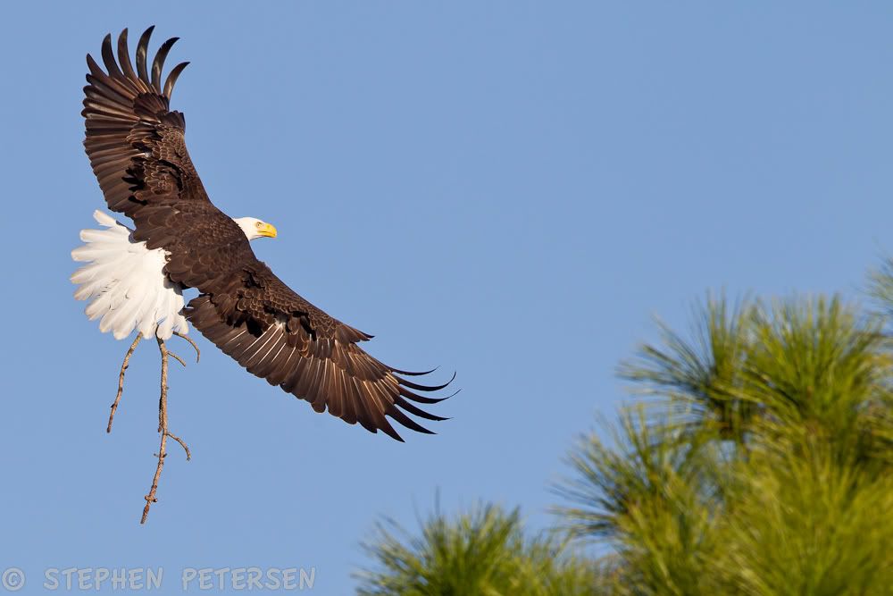 IMAGE: http://i519.photobucket.com/albums/u353/hellsbay9/Eagles/VamoEagle1-23-1.jpg