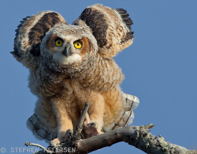 IMAGE: http://i519.photobucket.com/albums/u353/hellsbay9/Owls/GHONatureScape-1.jpg