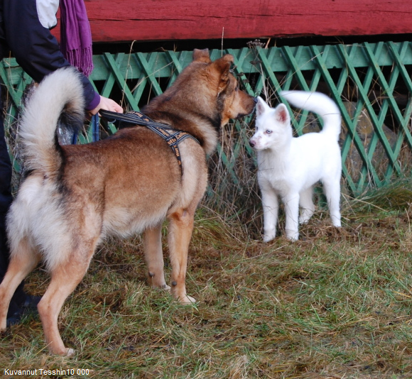 Rokka ja Dingo joulukuussa 2011