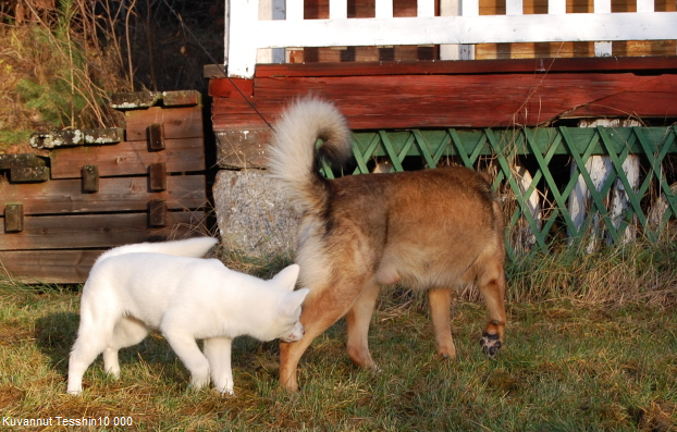 Dingo ja Rokka joulukuussa 2011