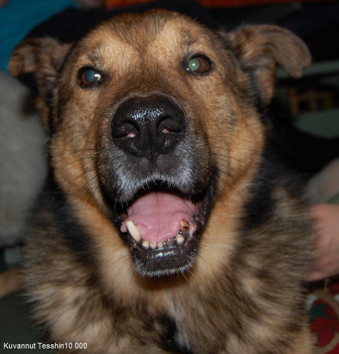 Dingo joulukuussa 2011