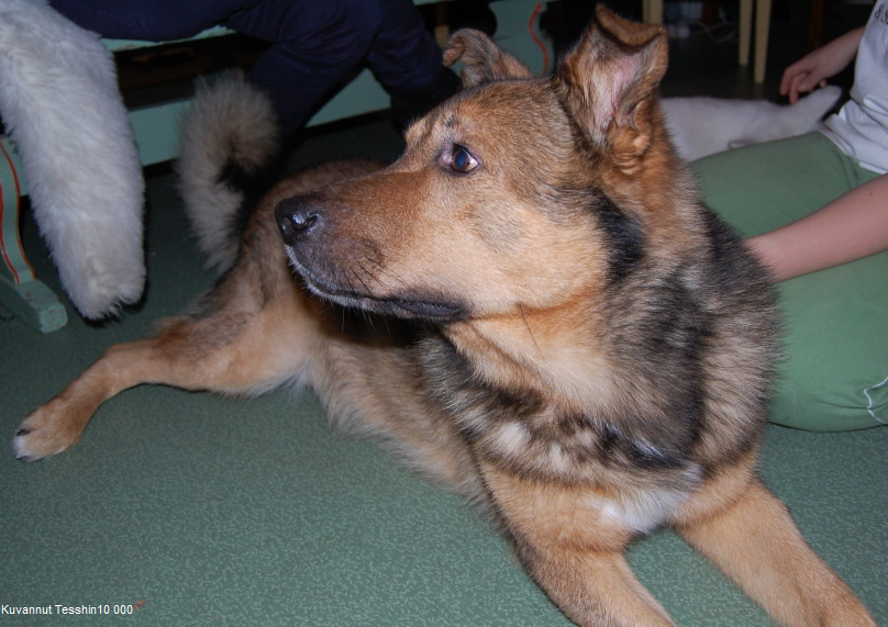 Dingo joulukuussa 2011