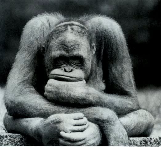 thinkingape.jpg Sulking Ape image by MikeInSwMo