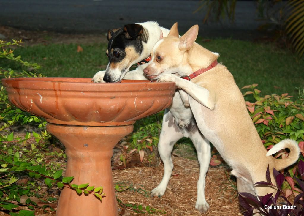 Drinkingfrombirdbath.jpg Drinking image by dash8q300