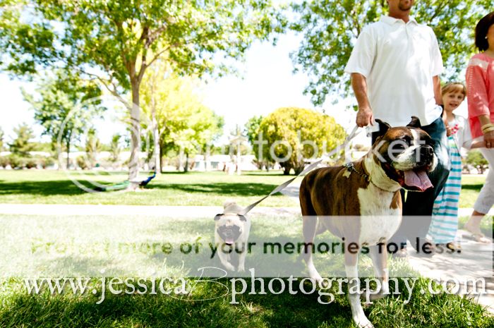 dogs walking